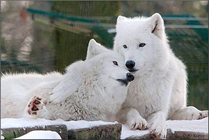 wolf_alphawolf's tweet photo. http://t.co/dqVvdyVpij                        
#wolf #wolves #loboweek #coyote  #animals #graywolf http://t.co/wUsEbPtpsB