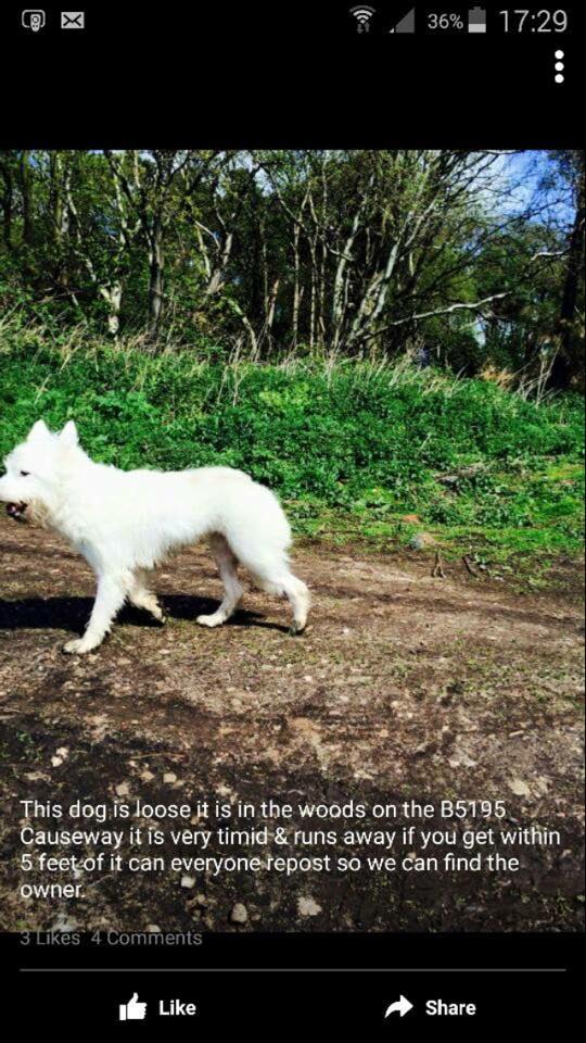FormbyBubble's tweet photo. Does anyone recognise this stray dog which has been by the road for 2 days in Altcar....

#Formby #LostDog http://t.co/zE92xGwMoI