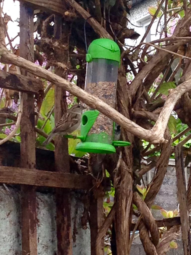 RachaelFionda's tweet photo. Finally! I've a garden birds want to hang out in! #viewfromkitchenwindow http://t.co/hlUpVs1cF4