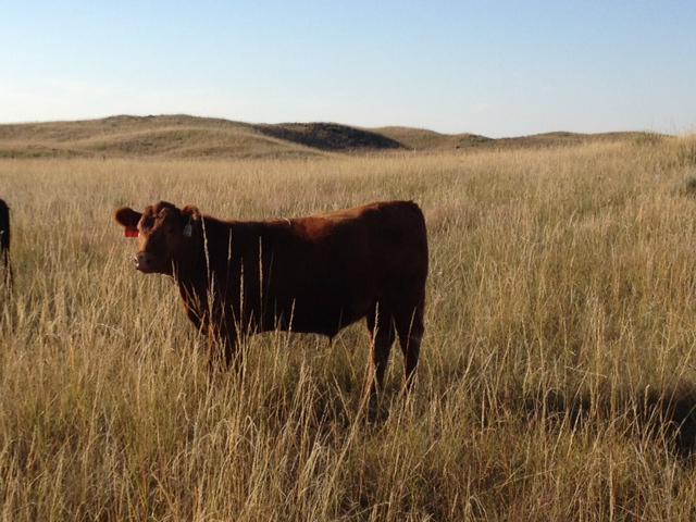 BeefFacts's tweet photo. All #cattle spend most of their lives grazing on grass pastures - learn more: http://t.co/wujutE11ta http://t.co/DARBiGIERz