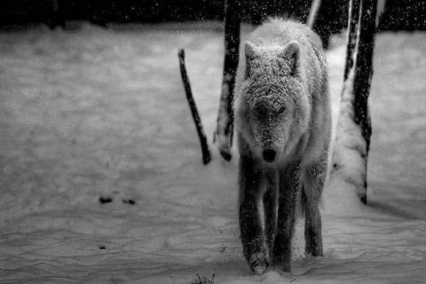SelenaMeyer2's tweet photo. good evening #TWDFamily #wolvesvswolves #twdseason6 https://t.co/wzIodiEdWS http://t.co/RtS4pQ46h1