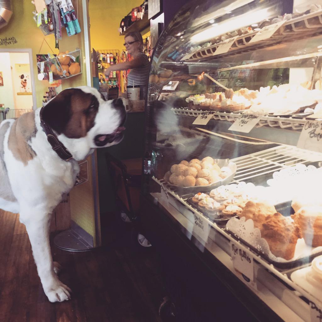 MollysPilates's tweet photo. Bubba loves the treats @K9cafecharlotte http://t.co/0IWRzdZpdc
