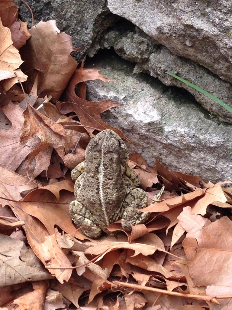 RoselynnRosy's tweet image. @SaraMouayed @carleymah @Jessicaailopez Also finding new "friends" while we learn! #classjoy