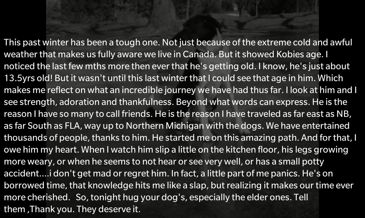 BallardKyla's tweet photo. #seniordoglove #olddogsarethebest #loveemmore #forevergreatful http://t.co/Q5oZzfBEoi