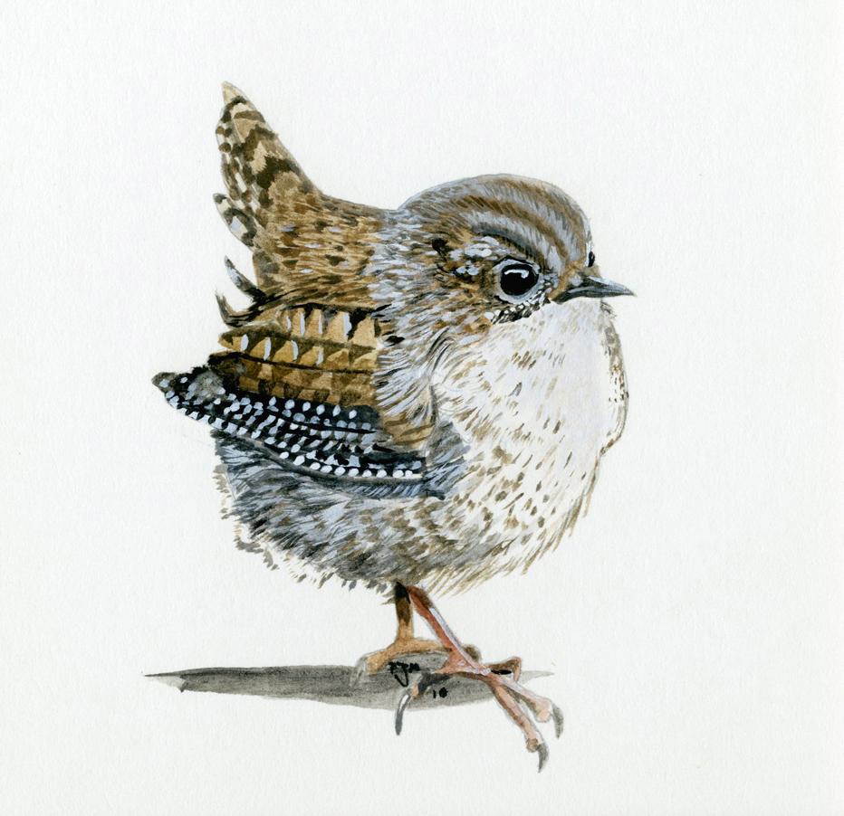 CompleteMoran's tweet photo. #Wren #songbird #birds #birdvote #illustration #paintings #art #wildlife #garden #gardenbirds #small #tiny #detail http://t.co/hfJpXgAo7C