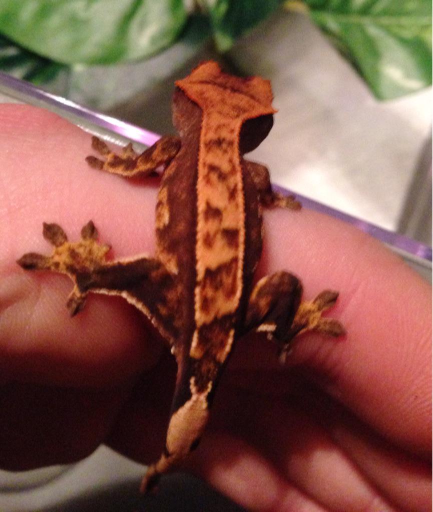 RJ's Reptiles tweet media