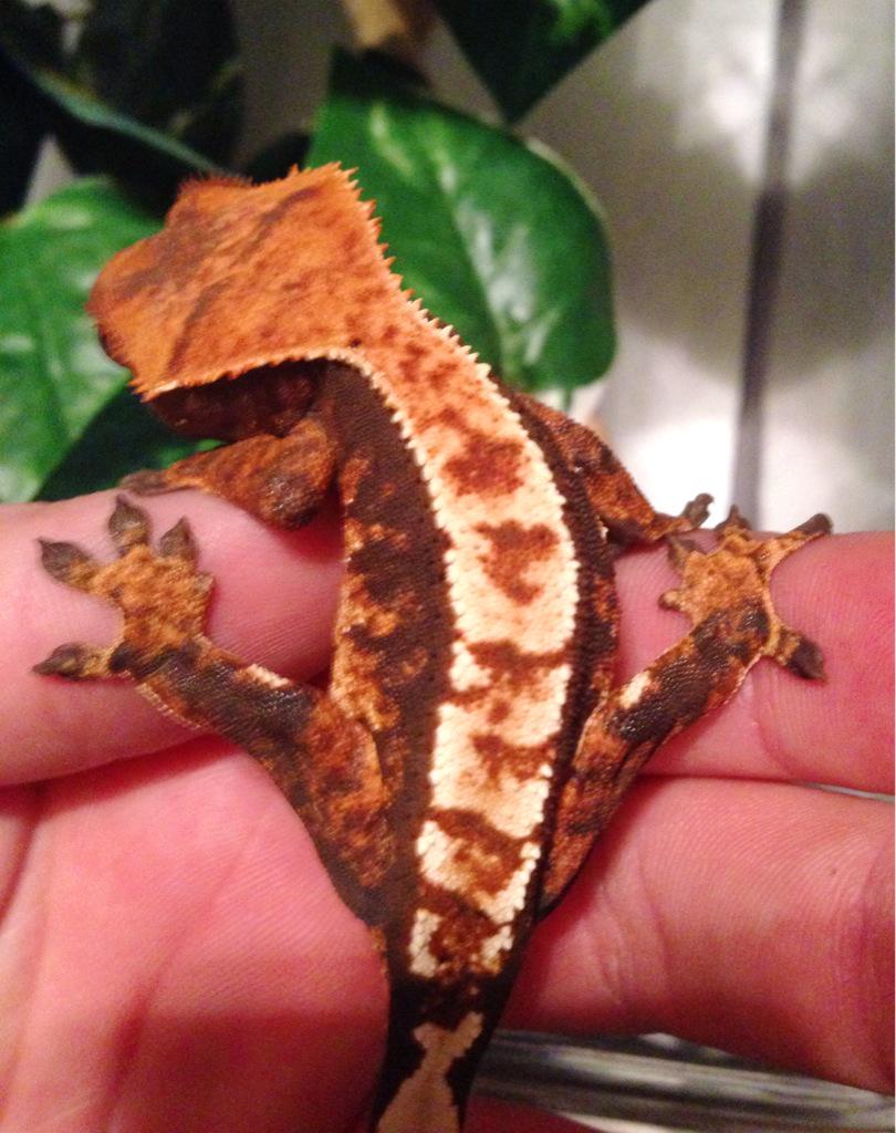 RJ's Reptiles tweet media