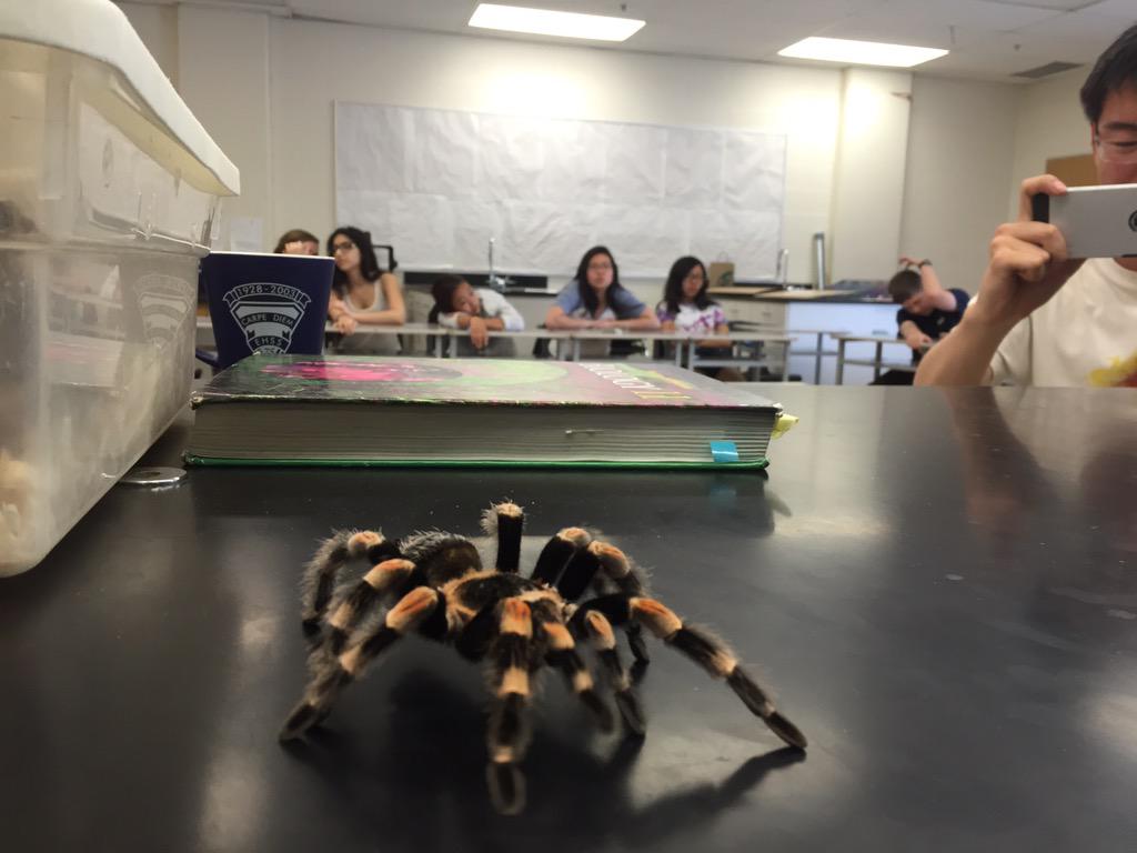 haigscience's tweet image. That's right! It's crawlin' up here....@ReptiliaCanada #biologyrules