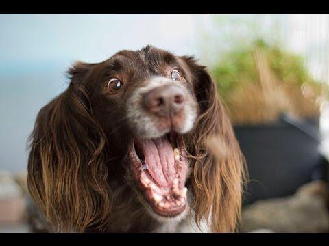 DogAtttack's tweet photo. IT'S FRIDAY!! http://t.co/BUPSKIvKnz
