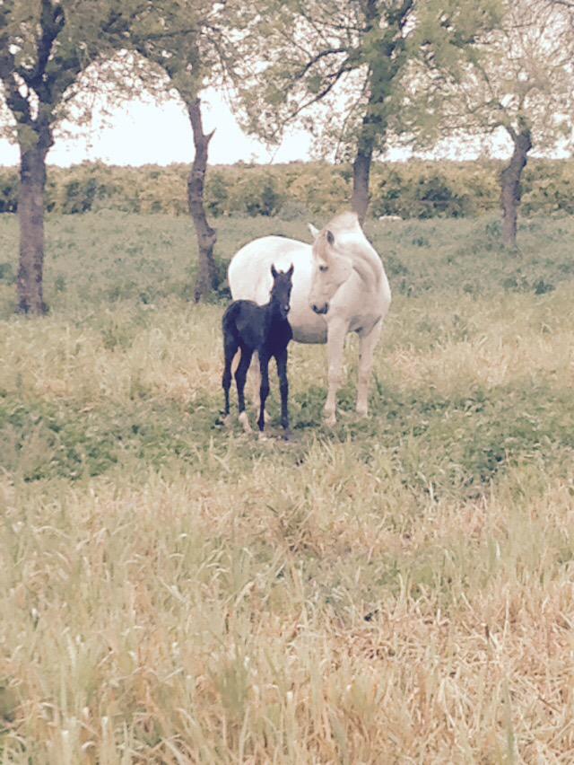 Nacen potros nuevos.
Deseada - Ulisses