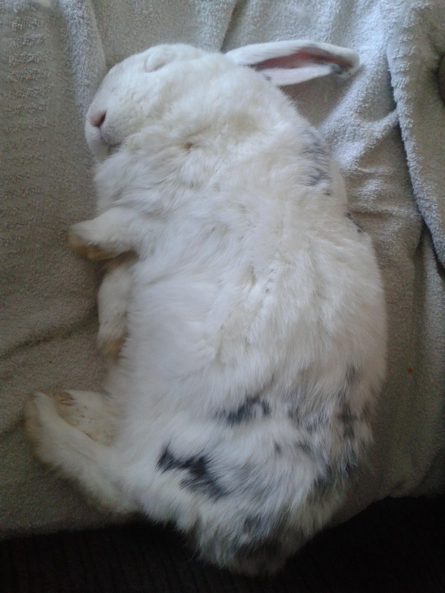 tariqlatif42's tweet photo. Orlando asleep on the sofa. http://t.co/Wn0YiJ9wZ1