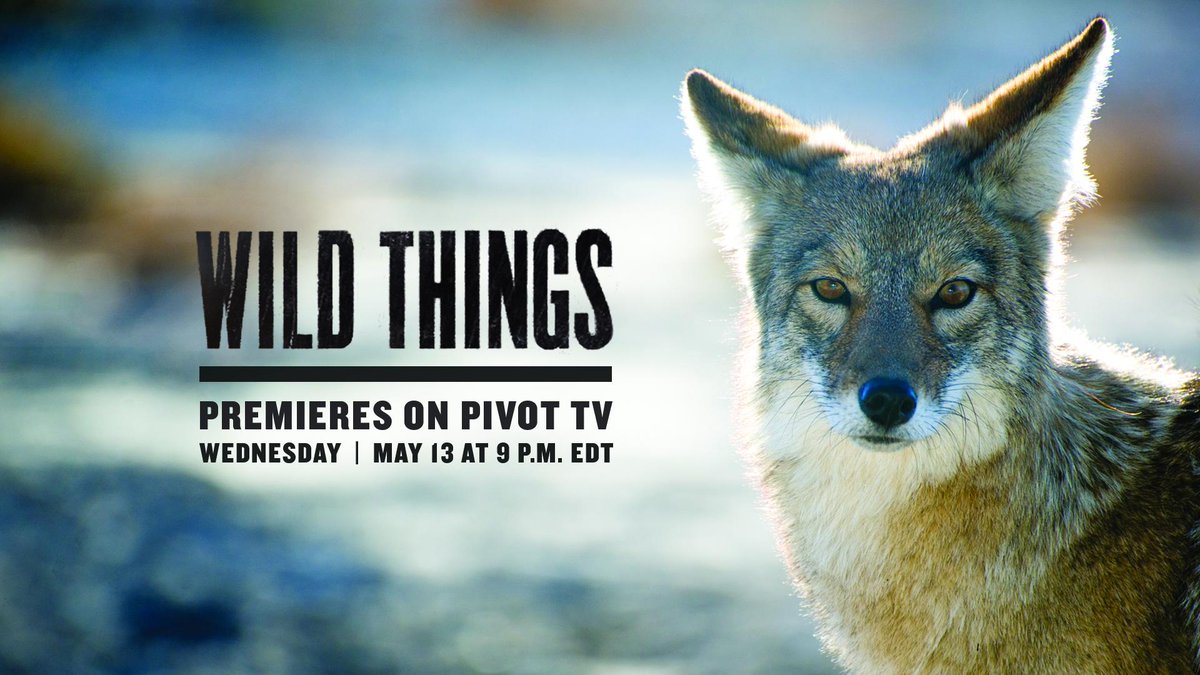Wild Things tweet media