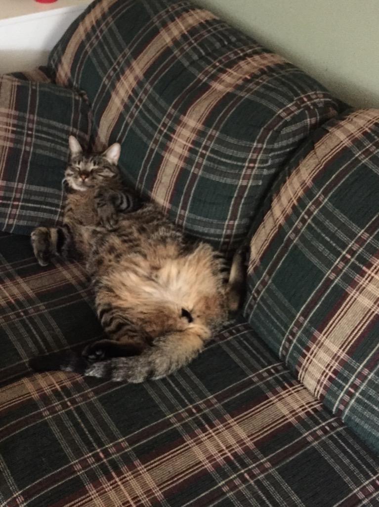 kylehdavis's tweet photo. Cat life is rough http://t.co/sufDe8aG7F