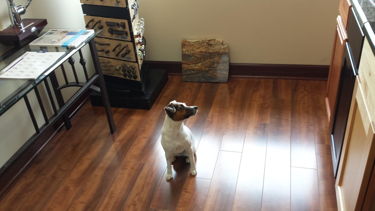 NewLeafRemodel's tweet photo. In the dog house? We can help make it comfortable and beautiful! (Yes, our studio is pet-friendly.) #DreamBuildEnjoy http://t.co/OSKyHLoCAg