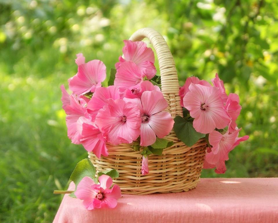 Лето цвет розовый. Летние цветы. Цветы в корзине. Летние цветы в корзинке. Нежный цветок.