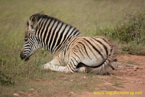 Thank you for following Vagabond Way