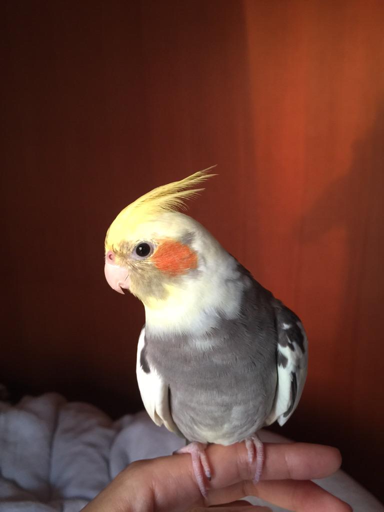 tappu0507's tweet photo. #拡散希望
探しています！2015/5/7にオカメインコを寝屋川市高柳の自宅から逃してしまいました。
名前はタップです。ミッキーマウスマーチ、��タップおりこう！」とおしゃべりができます。どんな情報でも構いませんのでよろしくお願いします http://t.co/OW3N6yqxCp