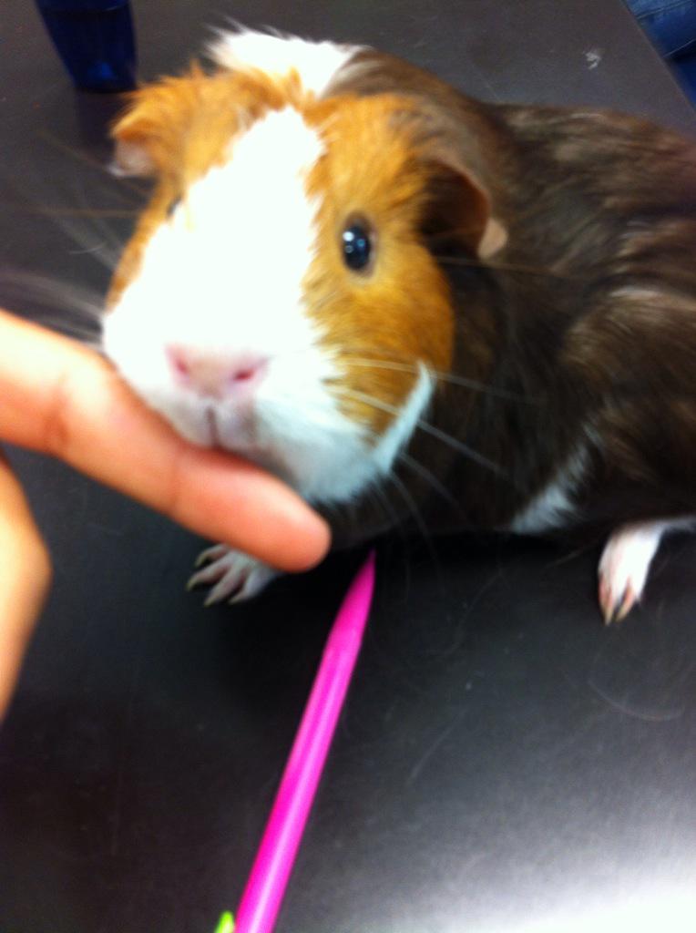 jaredalvarad360's tweet photo. how cute is this hamster http://t.co/B0dnpaj7wx