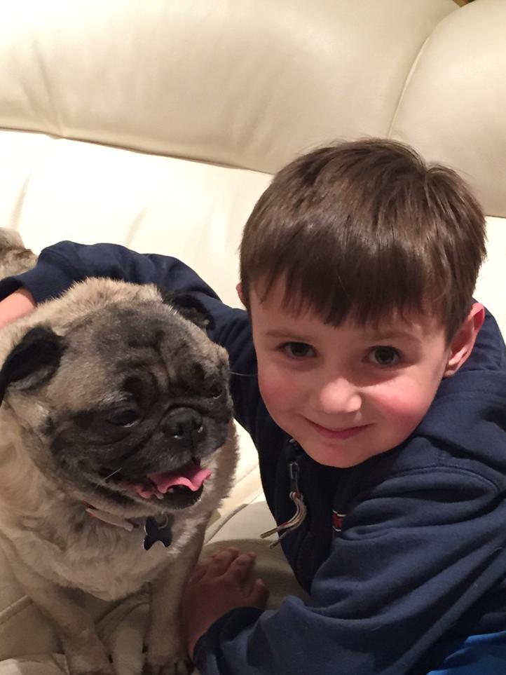 tracywright4's tweet image. Olly wants a dog now !!