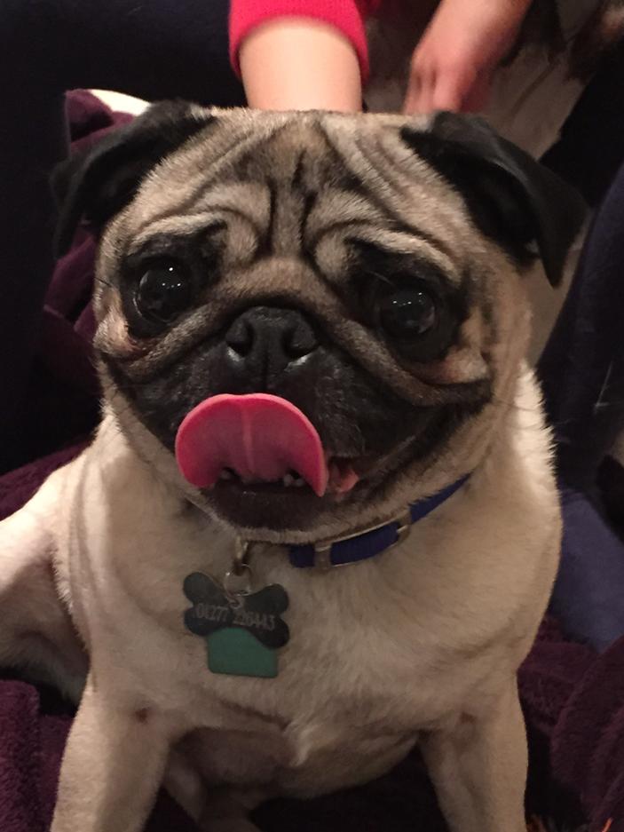 tracywright4's tweet image. Perfect picture of the gorgeous prince thanks so much for a lovely evening Julie xx