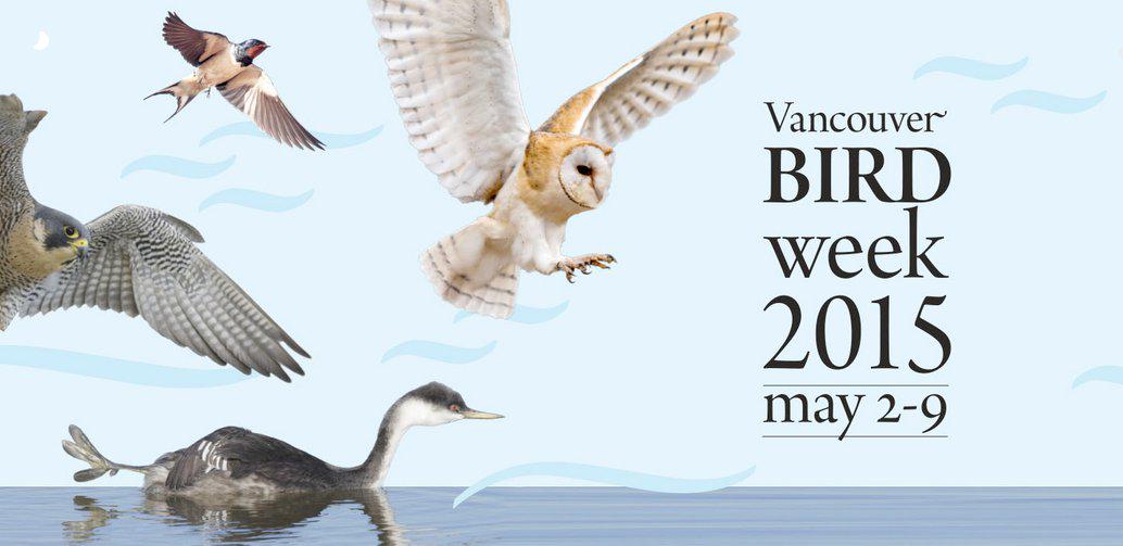 WesternGrebe's tweet photo. Enjoying bird week? It's not too late to vote for your next #VanCityBird! #TeamGrebe http://t.co/g4HC3bbYOg http://t.co/AXg4jJehoa