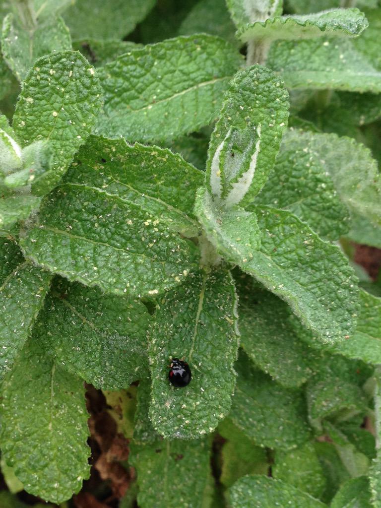 Sako Yuko アップルミントの葉っぱに 黄色い粉のようなものが観えて 老眼鏡をはずして 目を凝らしてみると アブラムシかなにかでしょうか アリや黒いテントウムシが 行ったり来たりしています 季節だより Http T Co Btxugzlcpg