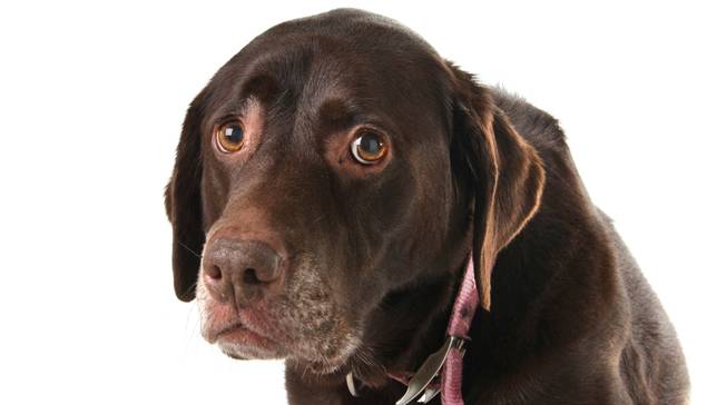 Against Animal Abuse tweet media