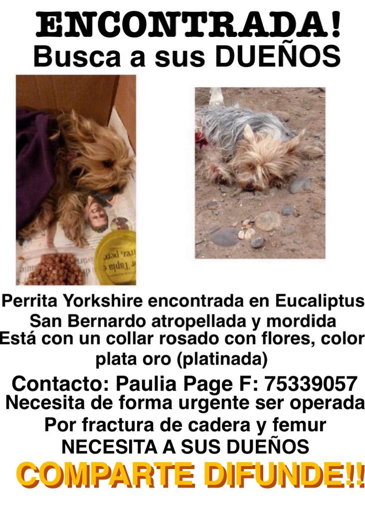 Yorkshire encontrada en #SanBernardo muy mal estado busca a sus dueños <a href="/F_GarrasyPatas/">Garras y Patas</a> <a href="/perroscl/">Perros.cl</a> <a href="/Animalperdidocl/">Mascotas Perdidas</a> RT