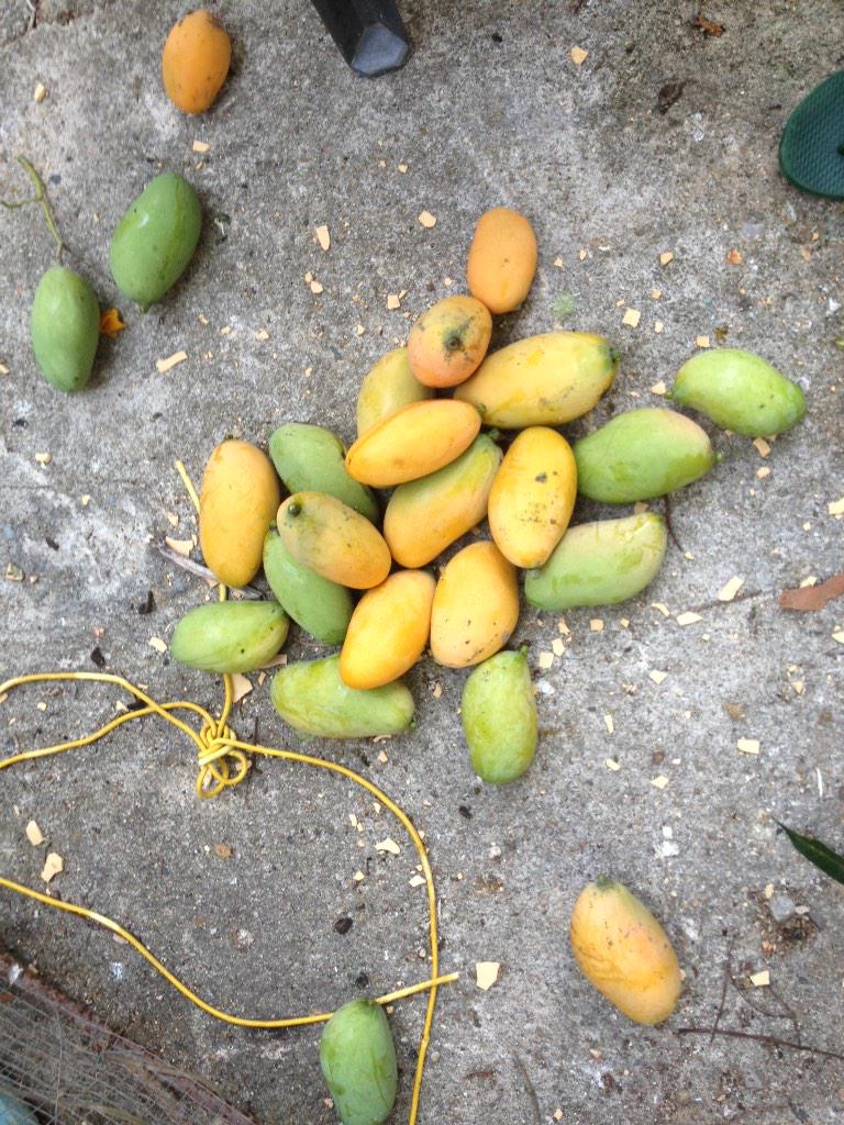 noiselis1484's tweet photo. Mango de mi matas http://t.co/VoxxvabqRN