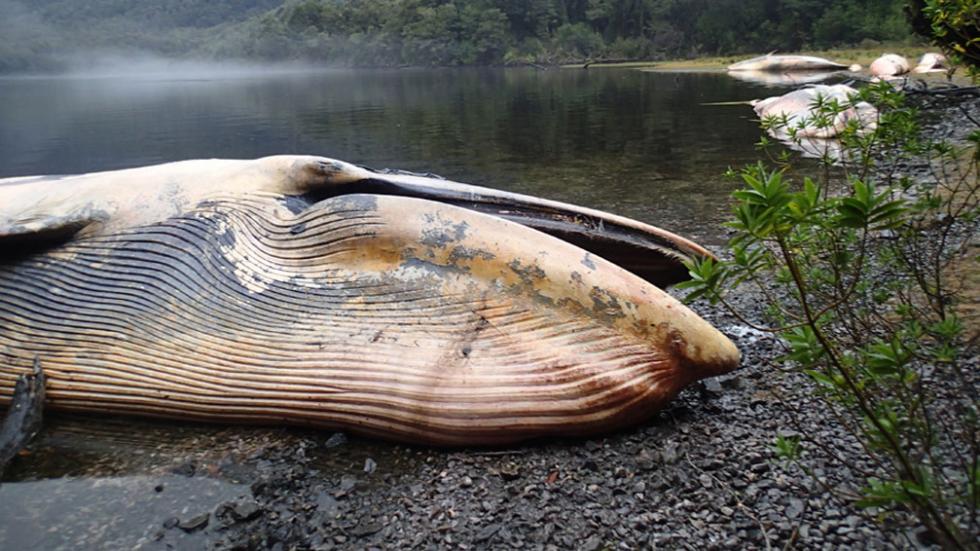 FOTO 12 balene giganti morte spiaggiate nel Golfo di Penas in Cile