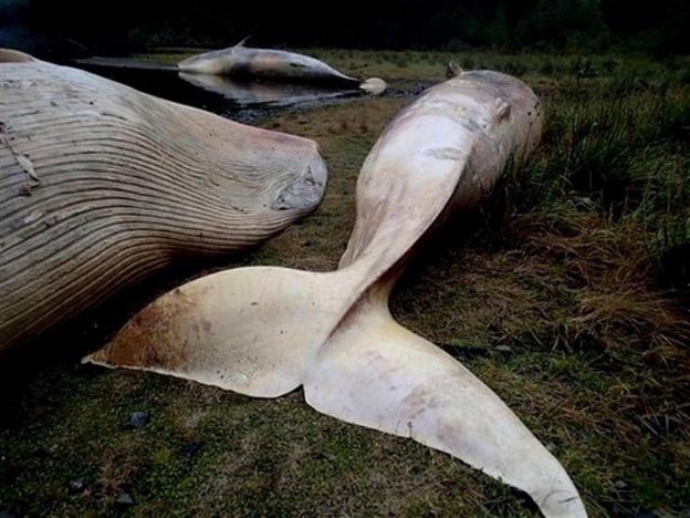 FOTO 12 balene giganti morte spiaggiate nel Golfo di Penas in Cile