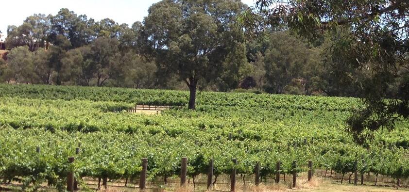 LeanneMcknzie's tweet photo. Spectacular @perthlife_ day for trip to #SwanValley @TheSwanValley @ShowcaseSwanV #Faber #CheeseBarrel #UpperReach http://t.co/q4BdezdBwA