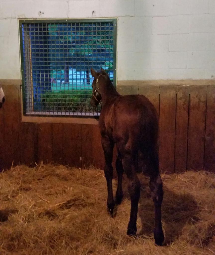 PyroisMedia's tweet photo. Baby Bobby thinks he can guilt me into turning him out. #thatbuttthough http://t.co/OM7JDM1IRW