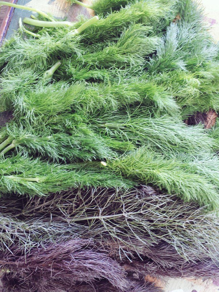 Green #Fennel harvest from the community garden at Gladstone and Charter in #fernwood. Go get some!