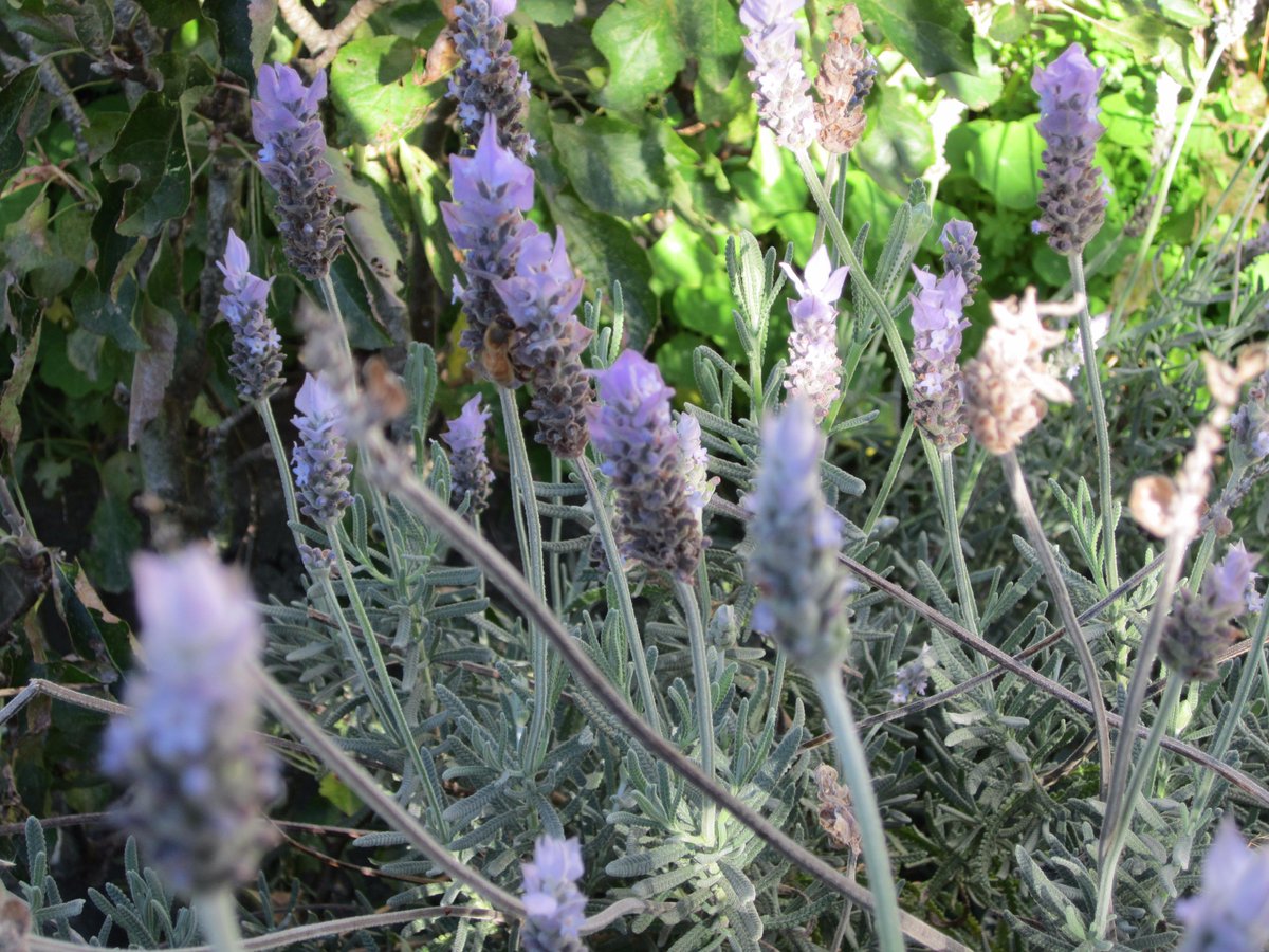 7R4SM's tweet photo. #Bee in yellow flower darker & thicker than usual bee in lavender. Please tell me what kind it is? #everybeecounts http://t.co/pXLYKccdqc