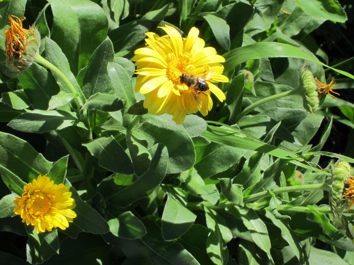 7R4SM's tweet photo. #Bee in yellow flower darker & thicker than usual bee in lavender. Please tell me what kind it is? #everybeecounts http://t.co/pXLYKccdqc