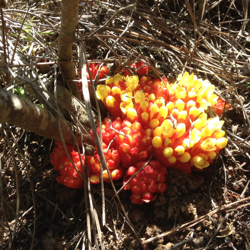 IgnacioGarciaGT's tweet photo. #Cytinus hypocistis, native parasite plant of endemic #Cistus symph/ TENERIFE #FieldTrip @GeoTenerife Pic:Yesterday http://t.co/VT5E8pKyxI