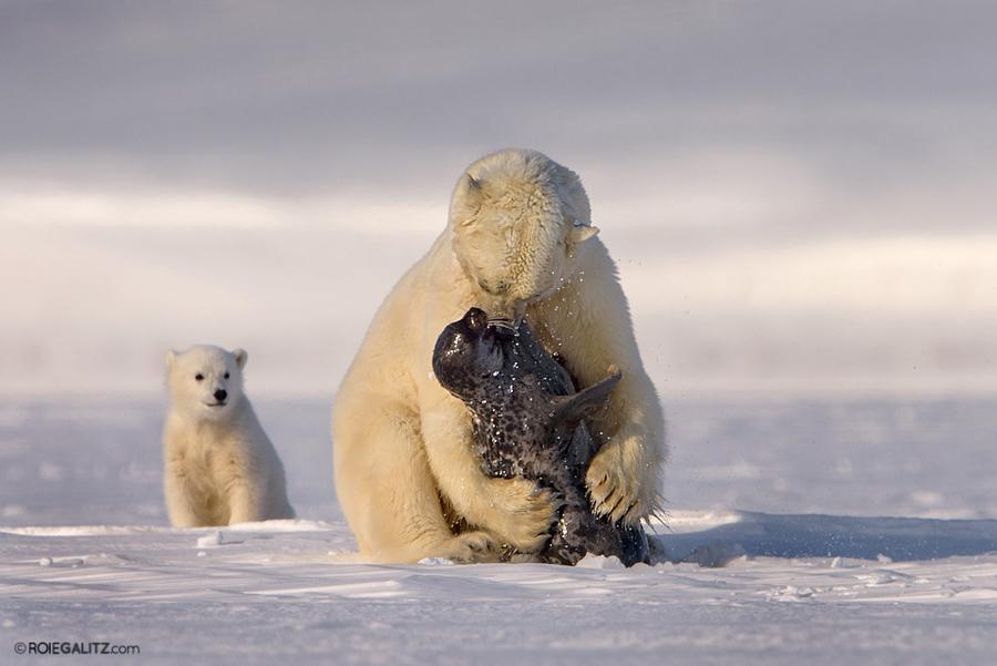 dianaetwalker's tweet photo. Moment of Life by Roie Galitz #photography http://t.co/8mTRHqRyty http://t.co/60I1B7a1zd