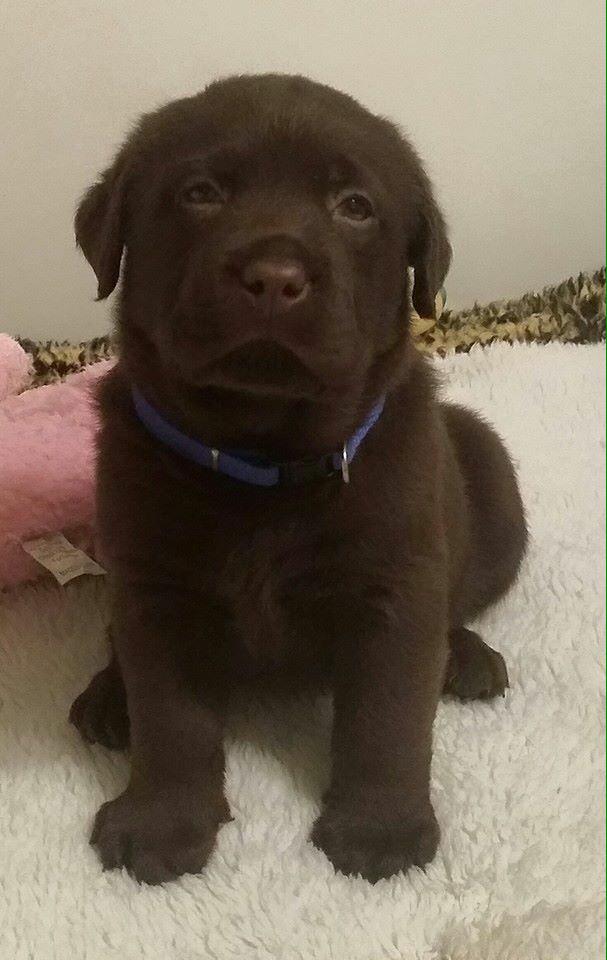 KeelyAlchin1's tweet photo. My little Gershwin is getting big! 5 weeks old now! #puppy #labrador #gershwin #theatrenerd #theatre #adorable 🐶🐶🐶 http://t.co/uBqTJQZRYG