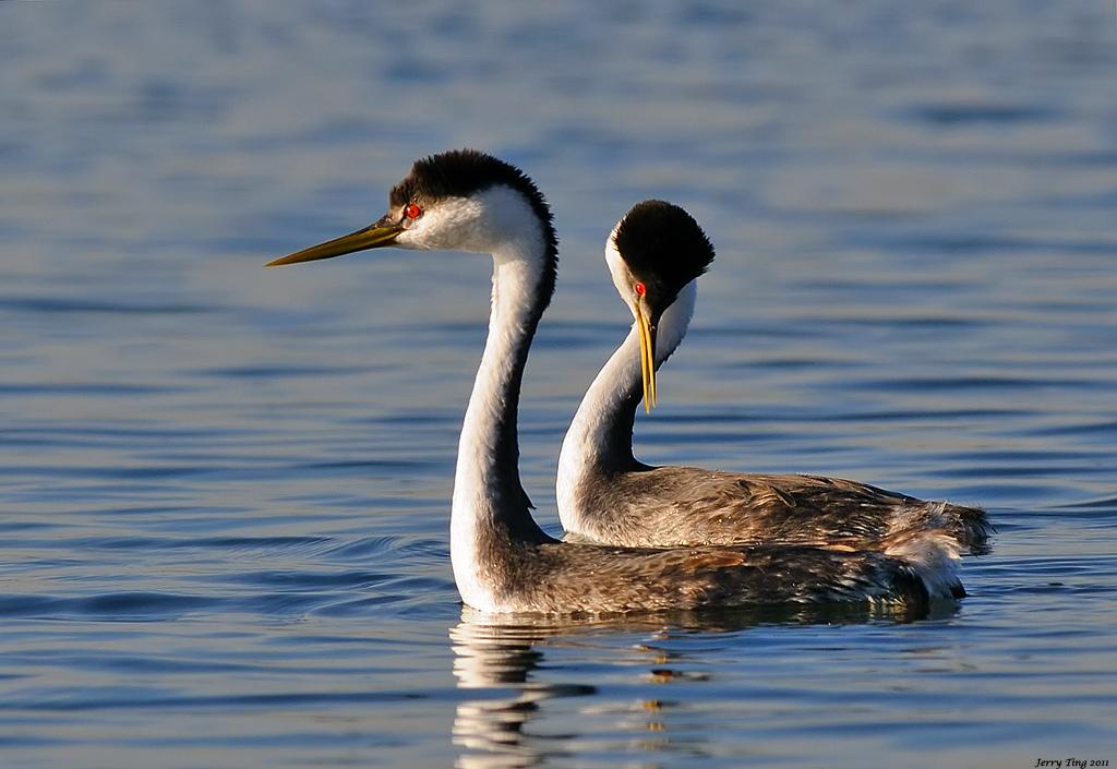 WesternGrebe's tweet photo. Black and white feathers are always in style and my red eyes make the perfect accent #Vogue #VanCityBird #TeamGrebe http://t.co/P0GRHmidjJ