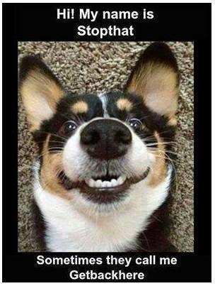 CAT1PRO's tweet photo. #FOLLOW>@MistressKate50 @LeBlueMeatball @downeypatti @willpow357MAG @jbvogler @jack51005 @joanljd @4everSharkie http://t.co/bi5cnCSdy6