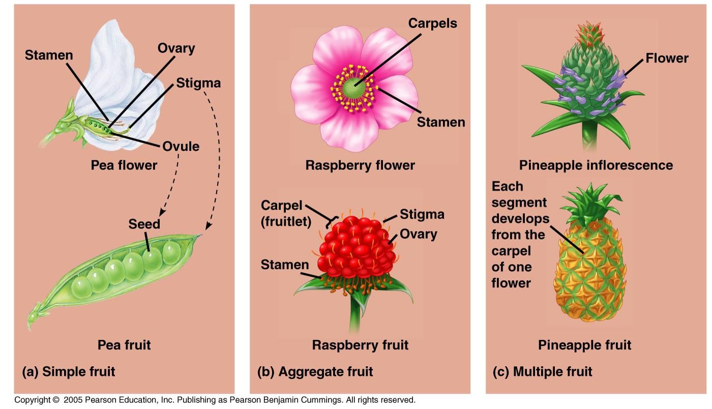 multiple-fruit