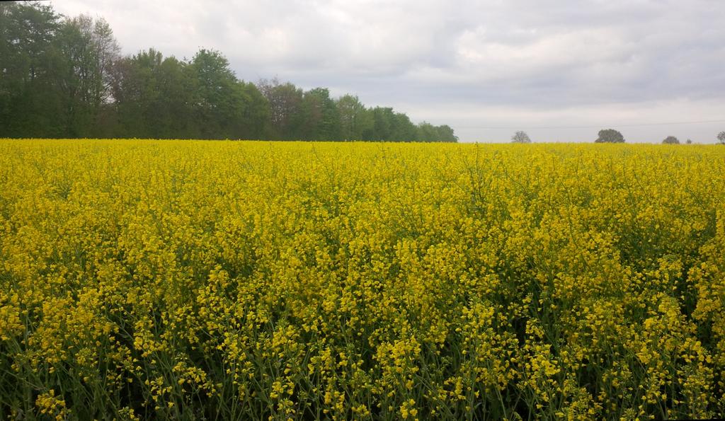 Maximiliam_dAe's tweet photo. «««   dessen indianischer Name ist übrigens 'der-mit-dem-Raps-reift' http://t.co/CbDWYHl4Z1