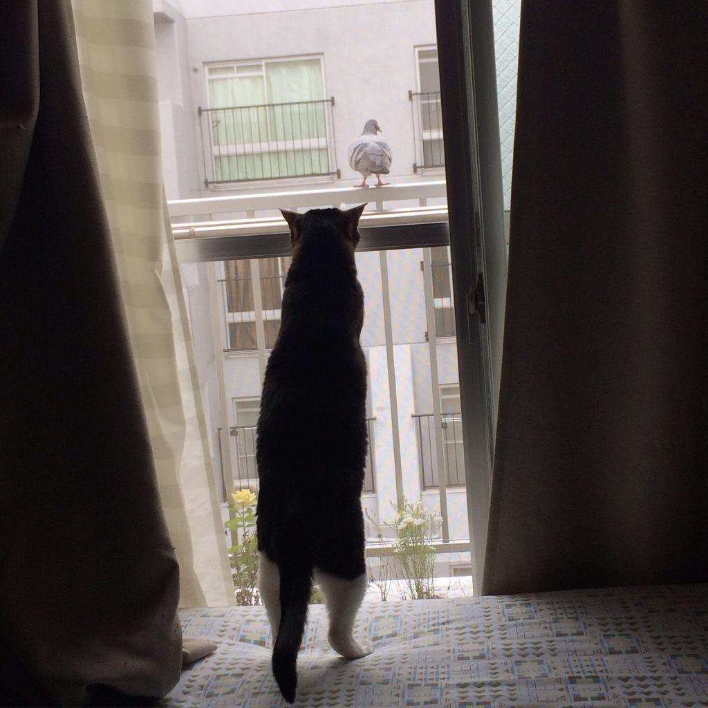 Guri_cat's tweet photo. 背伸びして近づきたい🎶 http://t.co/W13VEI5pWT