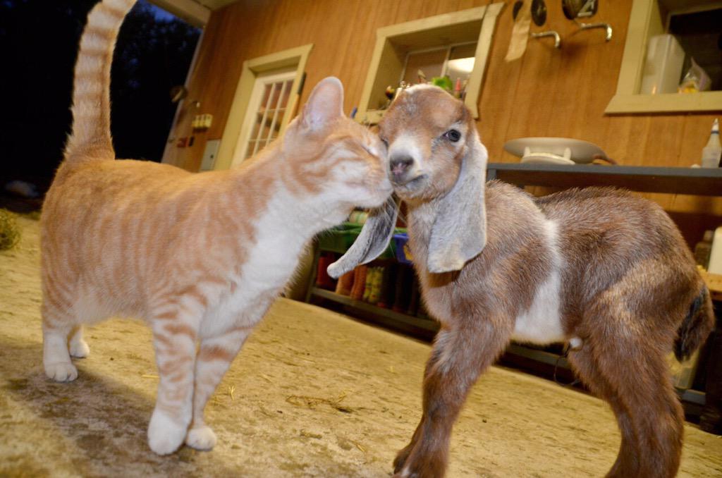 Here's a cat and a baby goat who are friends, goodnight Twitter Scoopnest