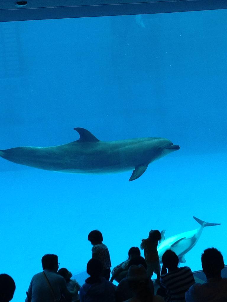 少年t 佐香智久 いいなー イルカとキスしたいなー T Co Zdk2qlly7d