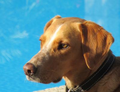 Madokoe's tweet photo. Spieglein, Spieglein an der Wand......mehr dazu unter http://t.co/kfWUkyWfG1 
Euer Chico http://t.co/V3fODeUCug
