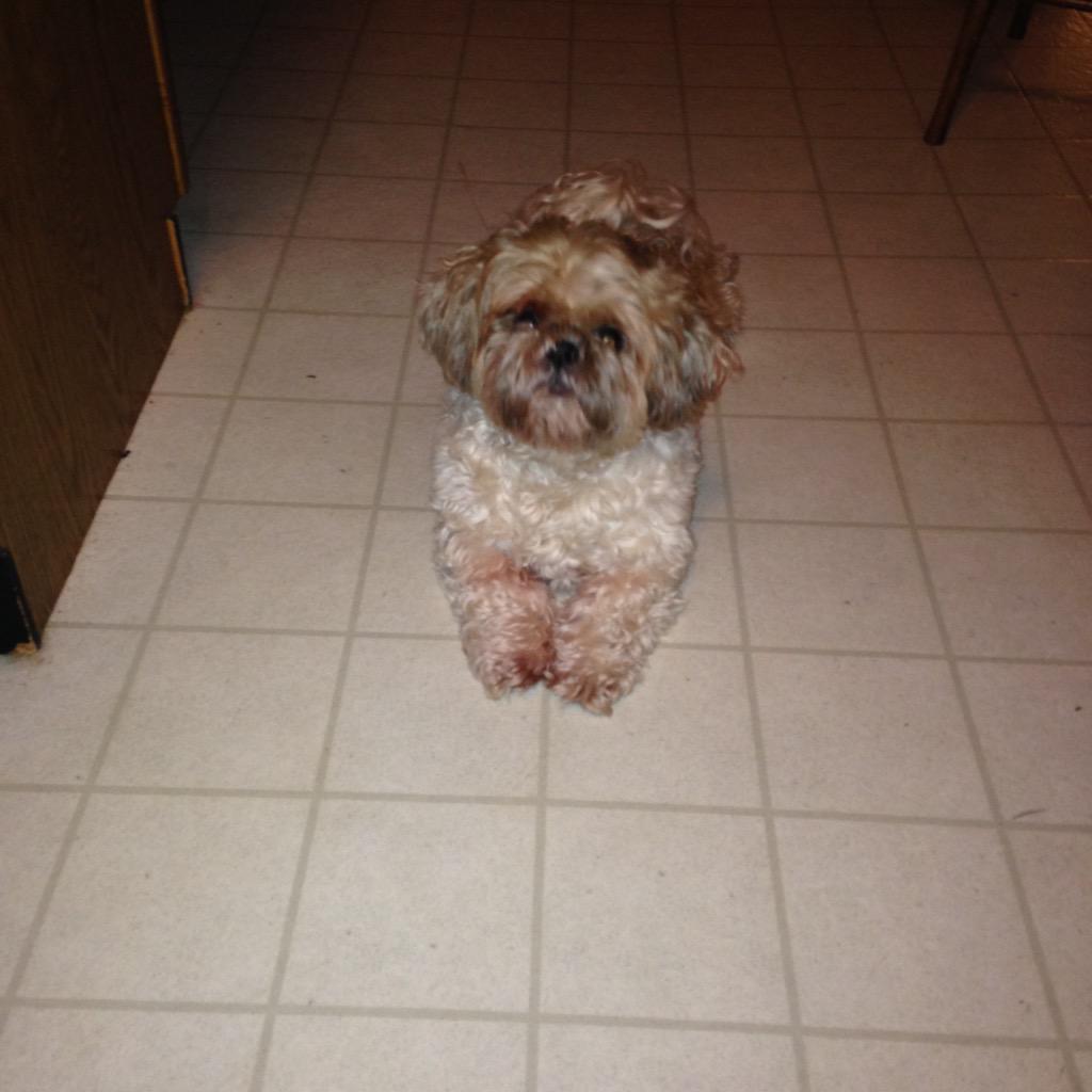 kay_otic_kiwi's tweet image. #KimAndRyanTakeTheHouse #samedog