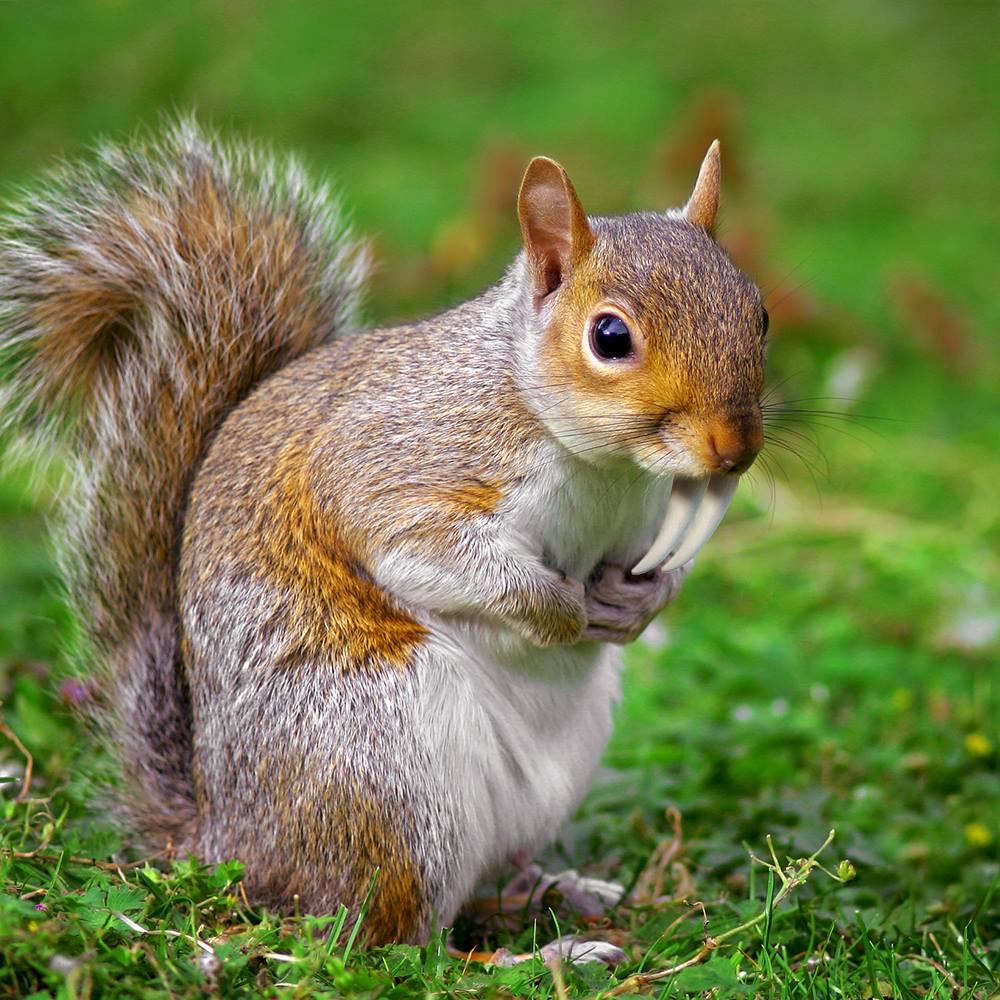 Scrat tweet media