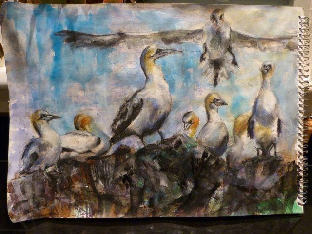 cwilliamsonart's tweet photo. @cwilliamsonart: Did you know the biggest Gannet colony is now on Bass rock? @SeabirdCentre #gannets #bird #scotland http://t.co/AKjBj03BBe